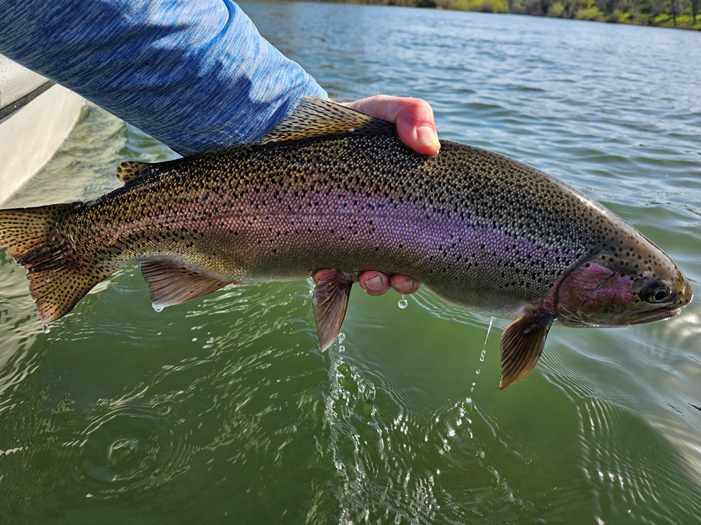 Northern California Fly Fishing Report – Feather River – Lost