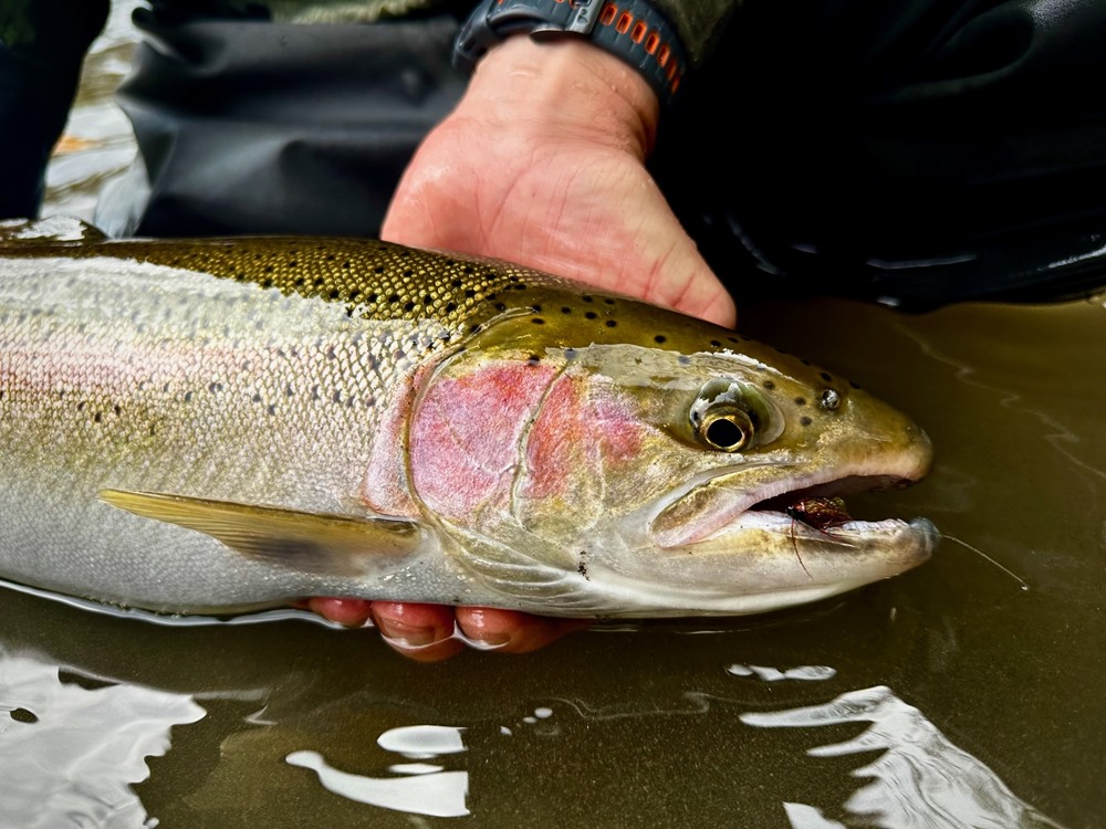 This Trinity steelhead ate a fly on the swing