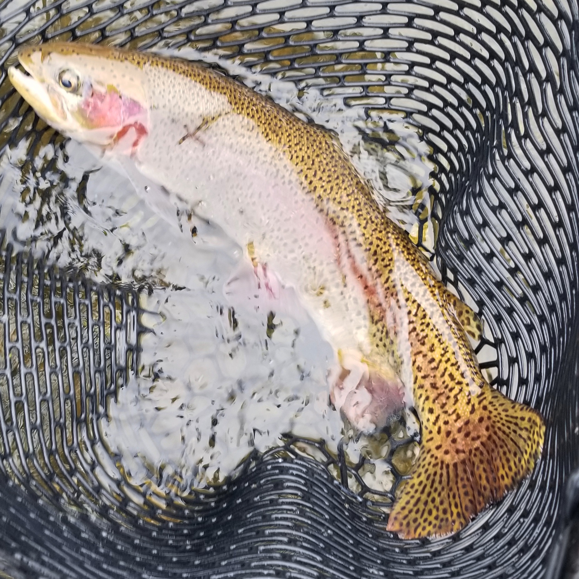 Trinity River Guided Fly Fishing Trips